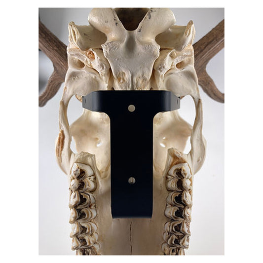 Another look at the Grakksaw The Rakk: Elk Skull Hanger