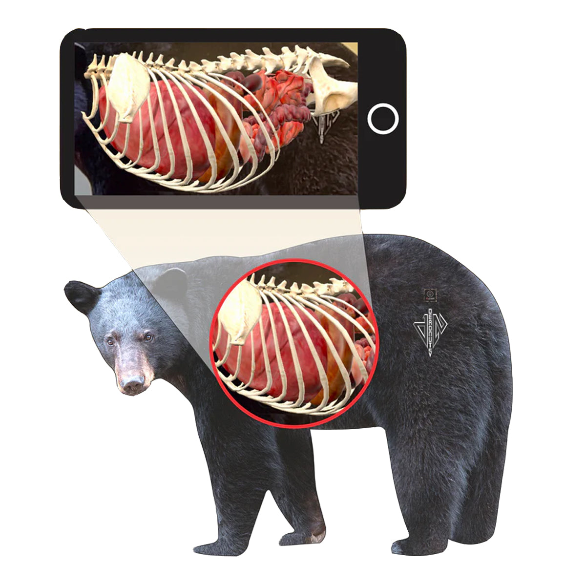 Deadnuts Outdoors 2D Black Bear Broadside Target in QuivAR Enabled iOS Only by GOHUNT | Deadnuts Outdoors - GOHUNT Shop