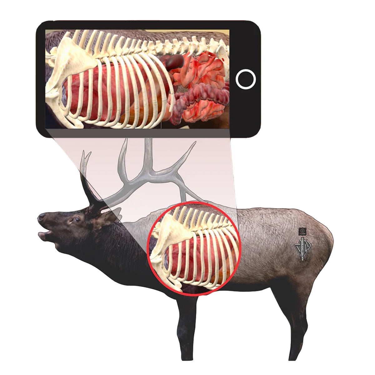 Deadnuts Outdoors 2D Bull Elk Broadside Target in QuivAR Enabled (iOS Only) by GOHUNT | Deadnuts Outdoors - GOHUNT Shop