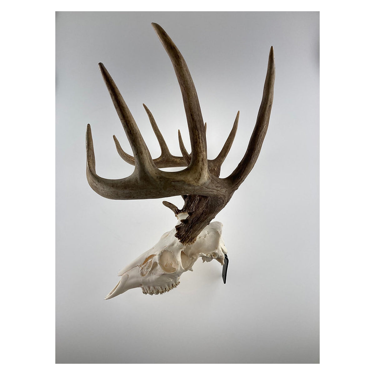 Grakksaw Claw Deer Skull Hanger in  by GOHUNT | Grakksaw - GOHUNT Shop