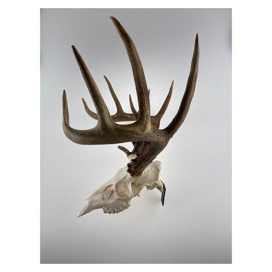 Grakksaw Claw Deer Skull Hanger