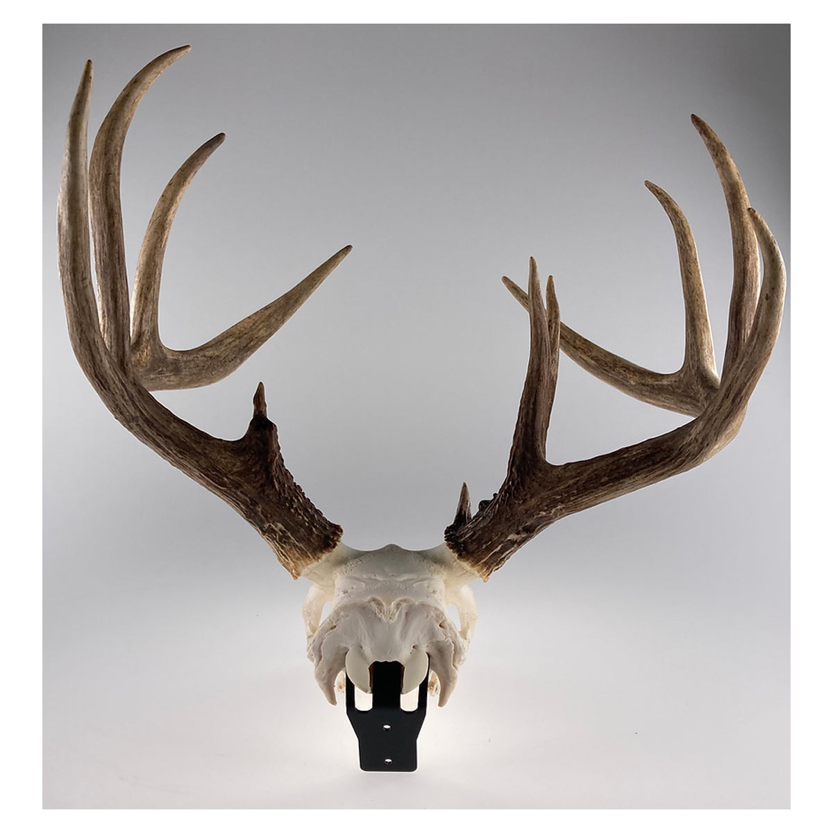 Grakksaw Claw Deer Skull Hanger