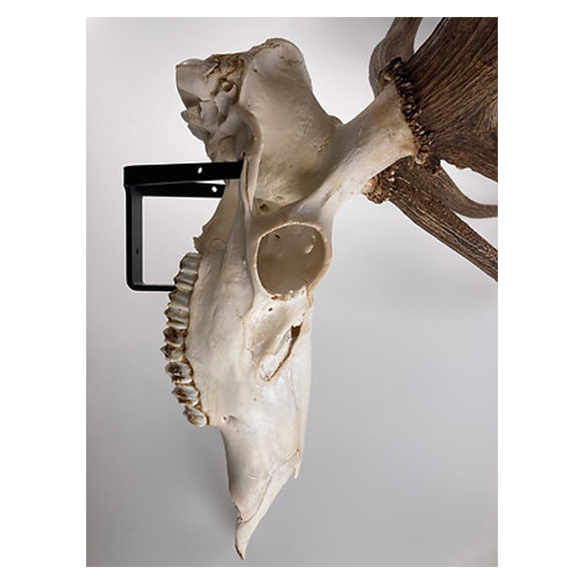 The EuroHanger – Bull / Cow / Steer Skull Wall Hanger (Made In USA)