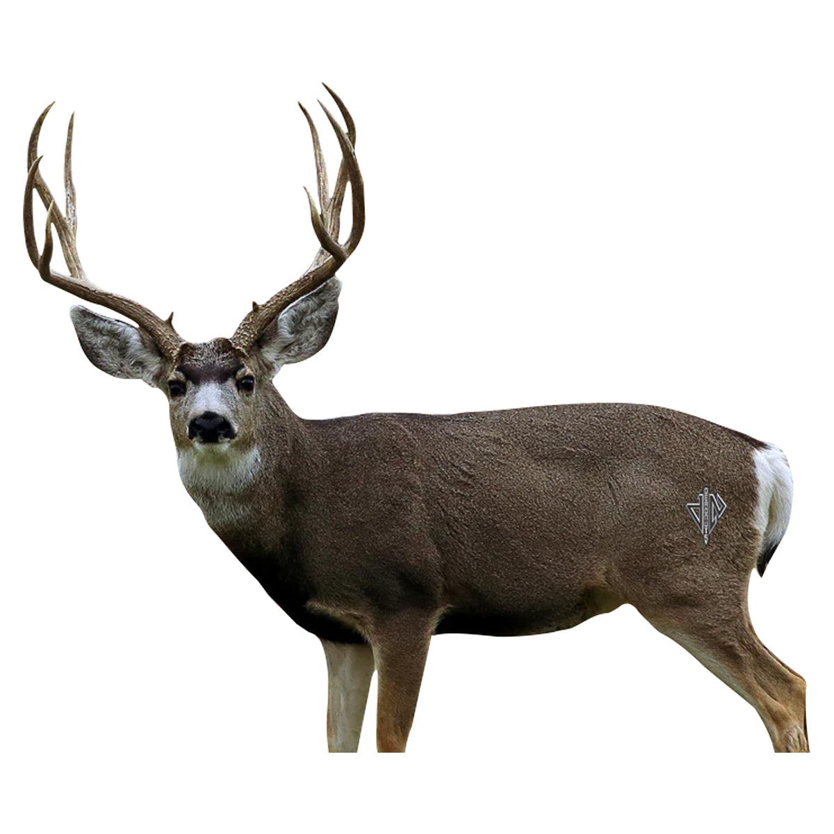 Deadnuts Outdoors 2D Mule Deer Broadside Target in Standard Series by GOHUNT | Deadnuts Outdoors - GOHUNT Shop
