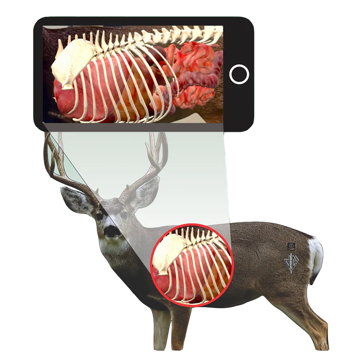 Deadnuts Outdoors 2D Mule Deer Broadside Target in QuivAR Enabled iOS Only by GOHUNT | Deadnuts Outdoors - GOHUNT Shop
