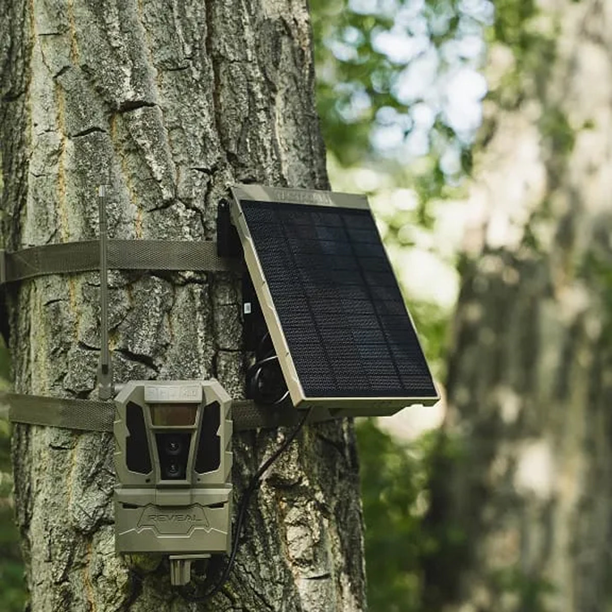 Tactacam Reveal Solar Panel R5 With Built-In Battery in  by GOHUNT | Tactacam - GOHUNT Shop