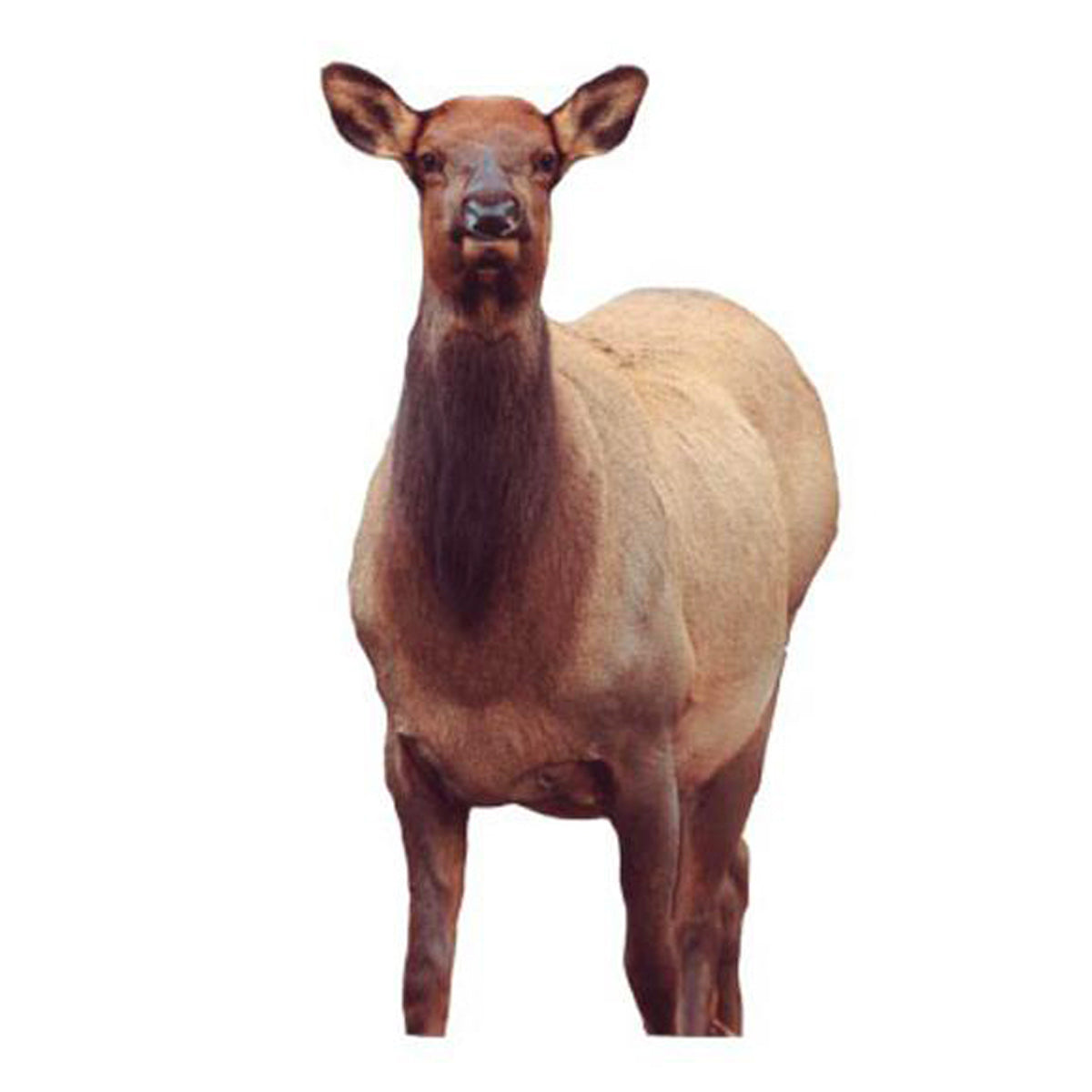 Montana Decoy Fred Eichler Cow Elk Decoy in Montana Decoy Fred Eichler Cow Elk Decoy by Montana Decoy Co. | Gear - goHUNT Shop by GOHUNT | Montana Decoy Co. - GOHUNT Shop